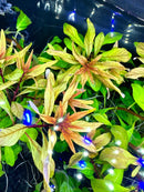 Ludwigia Inclinata Cuba Pot with orange yellow leafy plant and blue accents