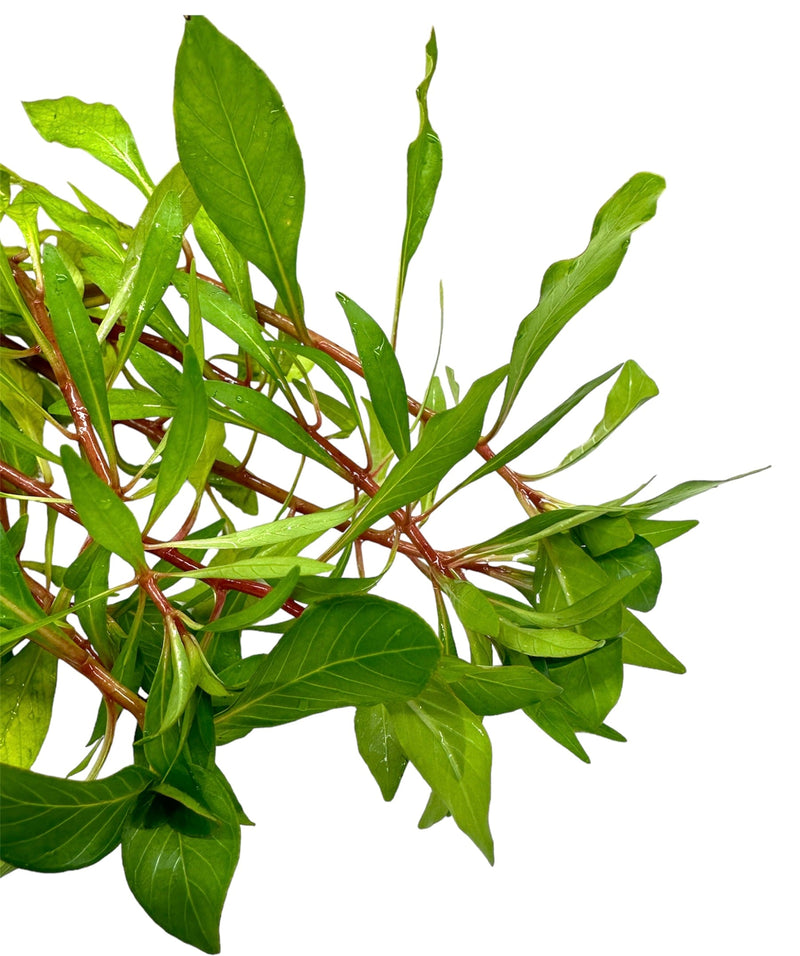 Ludwigia Inclinata Cuba Pot - [AquaticMotiv]