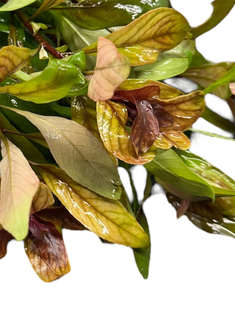 Ludwigia Inclinata Cuba Pot - [AquaticMotiv]