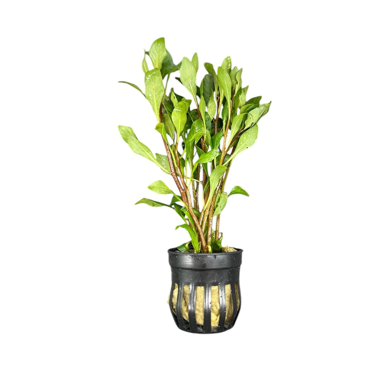 Ludwigia Inclinata Cuba Pot - [AquaticMotiv]