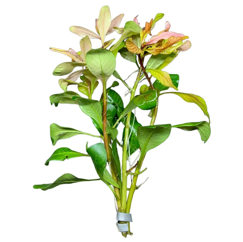 Ludwigia inclinata var. verticillata Cuba green aquatic plant with white ties