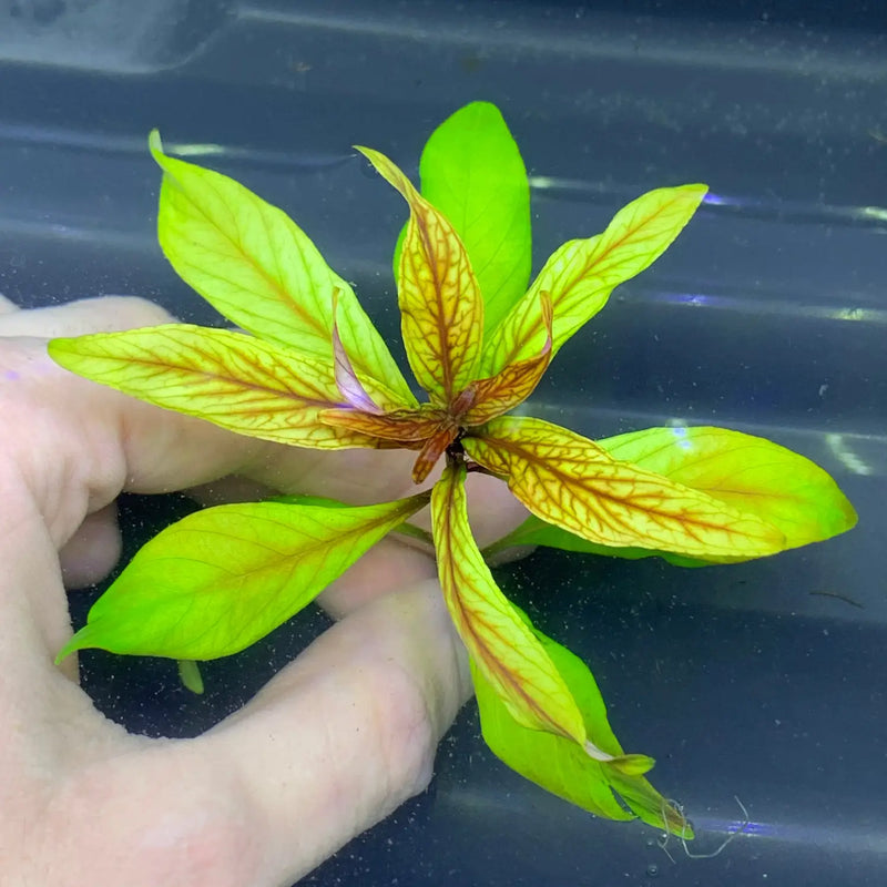 Neon green Ludwigia inclinata var. verticillata Cuba plant with brown veins in water