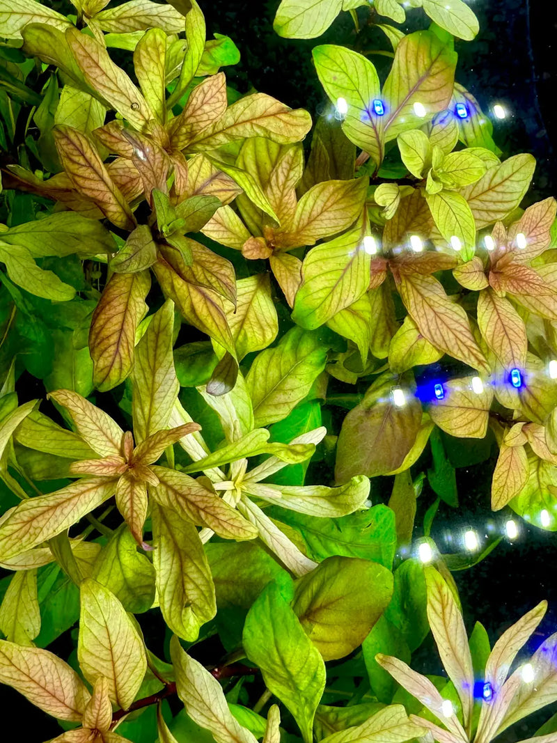 Ludwigia inclinata var. verticillata Cuba with blue LED lights in leaves