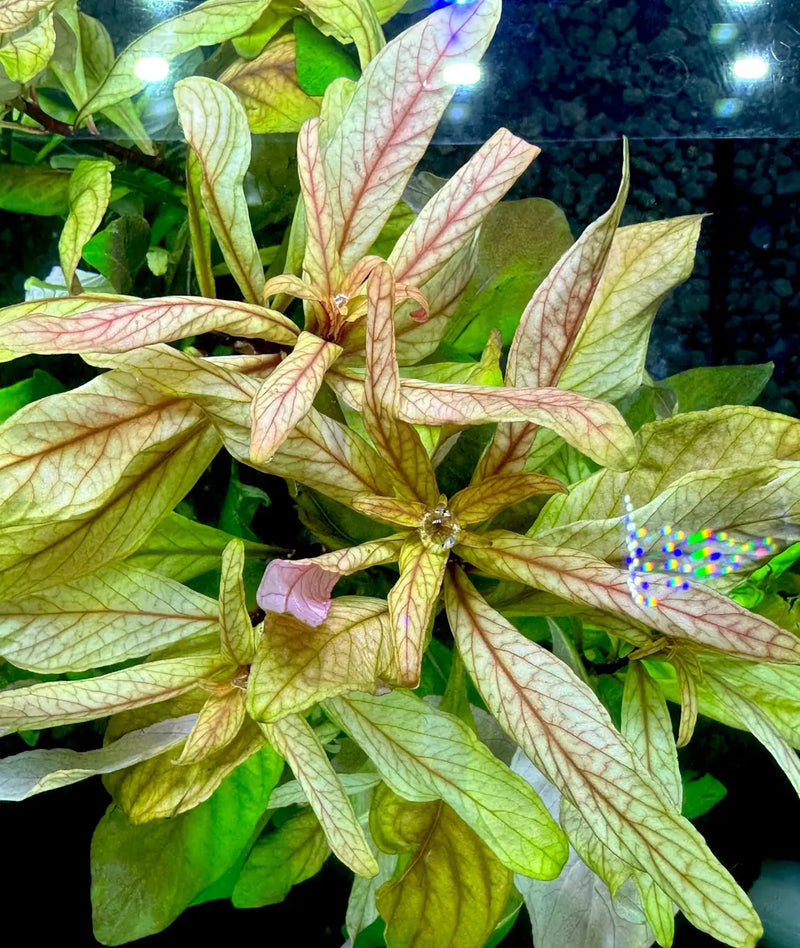 Gold and green Ludwigia inclinata var. verticillata Cuba plant with veining