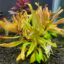Vibrant Ludwigia inclinata var. verticillata Cuba plant in red yellow hues