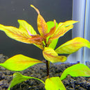 Neon green and orange Ludwigia inclinata var. verticillata Cuba plant