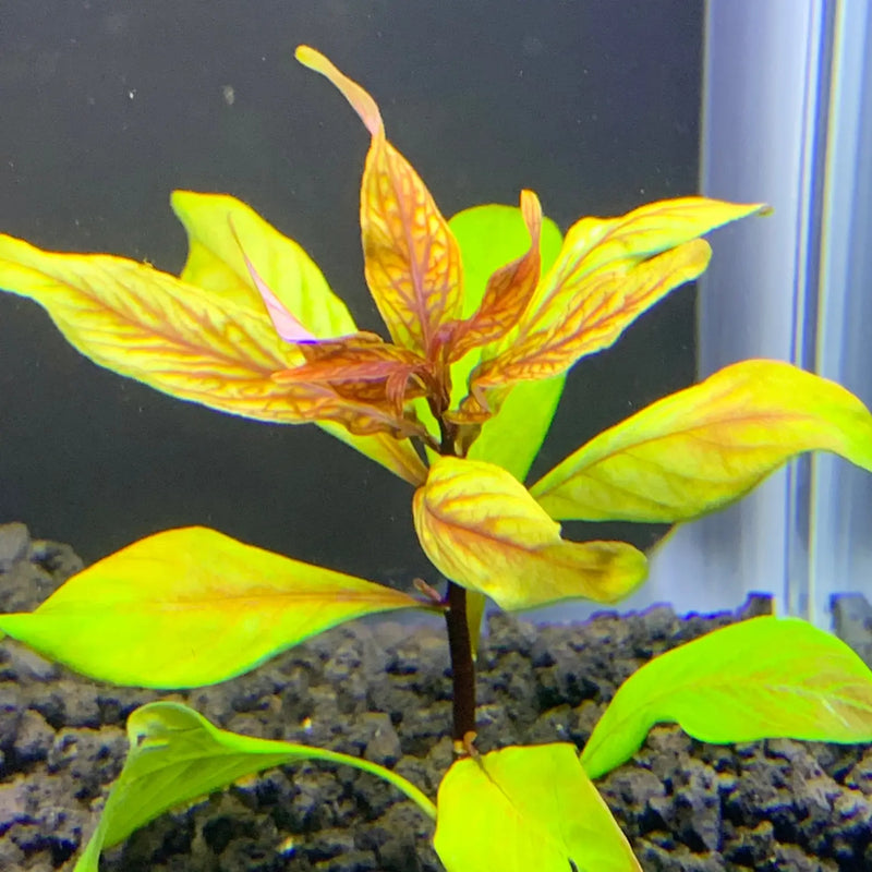 Neon green and orange Ludwigia inclinata var. verticillata Cuba plant