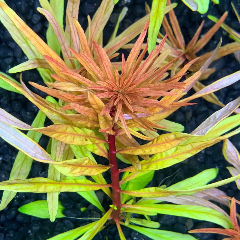 Vibrant red Ludwigia inclinata var. verticillata Cuba plant with orange green leaves on soil