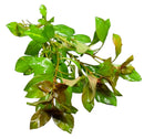 Ludwigia Ovalis artificial green aquatic plant with glossy leaves and stems