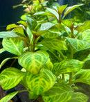 Ludwigia Ovalis - [AquaticMotiv]