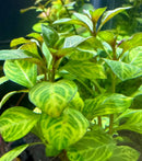 Green and yellow striped Ludwigia Ovalis aquatic plant with broad leaves