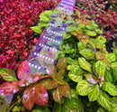 Ludwigia Ovalis flexible LED grow light strip with purple and white lights