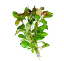 Ludwigia Ovalis green leafy aquatic plant with white roots for aquariums