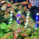 Blue LED aquarium light with white accents for Ludwigia Ovalis tanks
