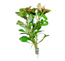 Ludwigia Ovalis green aquatic plant with red edges, gray clip secured