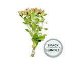 A bundle of six live ludwigia palustris aquarium plants with green and reddish brown foliage tied at the base