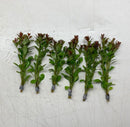 Six bundled ludwigia palustris live red aquarium plants with vibrant green leaves and reddish brown tips tied with gray ties