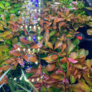 Ludwigia palustris live red aquarium plant bunch with vibrant reddish-brown green glossy aquatic leaves floating in water