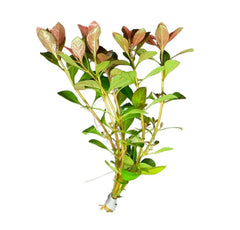 Ludwigia Palustris green aquatic plant with red-brown variegated leaves