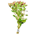 Ludwigia Palustris green aquatic plant bundle with silver ties for aquariums