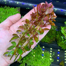 Hand holding red Ludwigia Palustris aquatic plant with green leaves