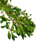 Ludwigia Palustris Pot with green leafy herb branch and water droplets