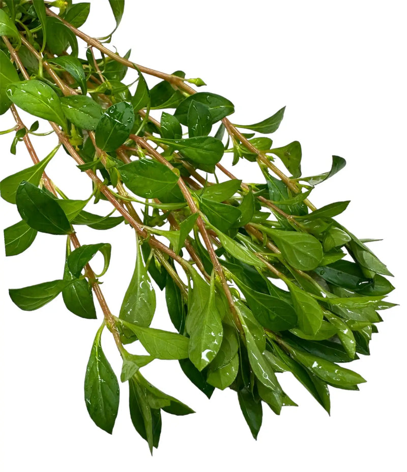 Ludwigia Palustris Pot with green leafy herb branch and water droplets