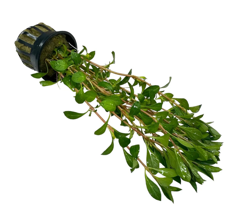Green Ludwigia Palustris aquatic plant in black pot for aquariums