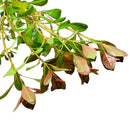 Ludwigia Palustris pot with glossy green leafy branch and brown edges