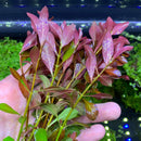 Red Ludwigia Palustris pot with green stems, leaves, and water droplets