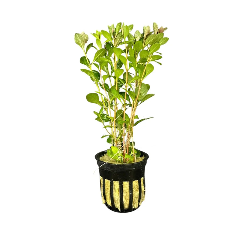 Ludwigia Palustris green leafy plant in black pot with gold accents