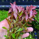 Red and green Ludwigia Palustris aquatic plant stem in pot