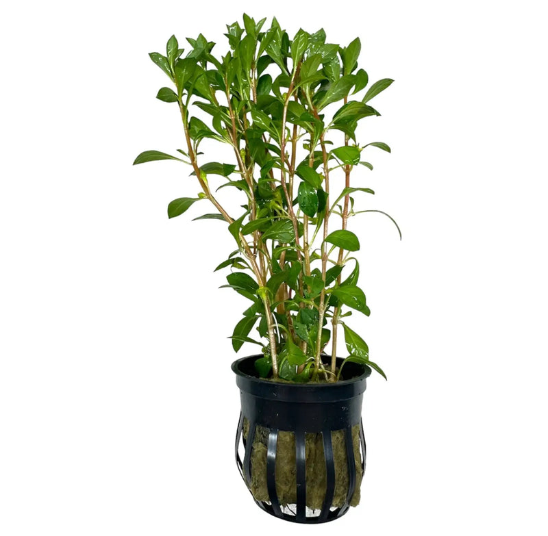 Black plastic water filter pot with green mint plant in Ludwigia Palustris