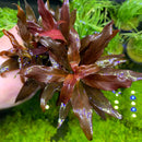 Vibrant Ludwigia Peruensis deep red aquatic plant with glossy leaves