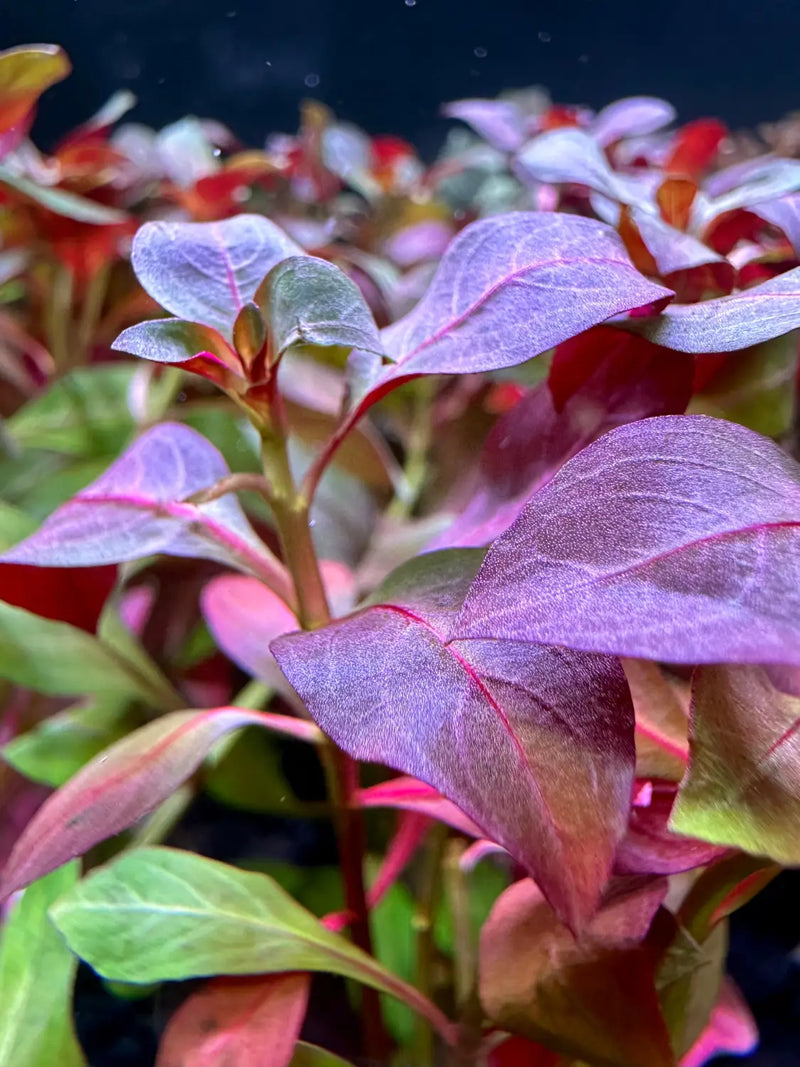 Ludwigia Peruensis Aquarium Stem Plant