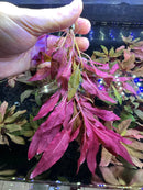 Ludwigia Peruensis red aquatic plant with slender leaves