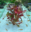Ludwigia Peruensis red and green artificial aquatic plant
