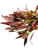 Red and green leafy Ludwigia Peruensis branch in pot, artificial texture