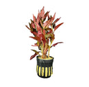 Ludwigia Peruensis pot with red green aquatic plant and yellow stripes