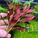 Red Ludwigia Peruensis Pot: Aquatic Plant with Broad Leaves