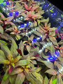 Blue LED string lights with white bulbs in Ludwigia Peruensis Pot