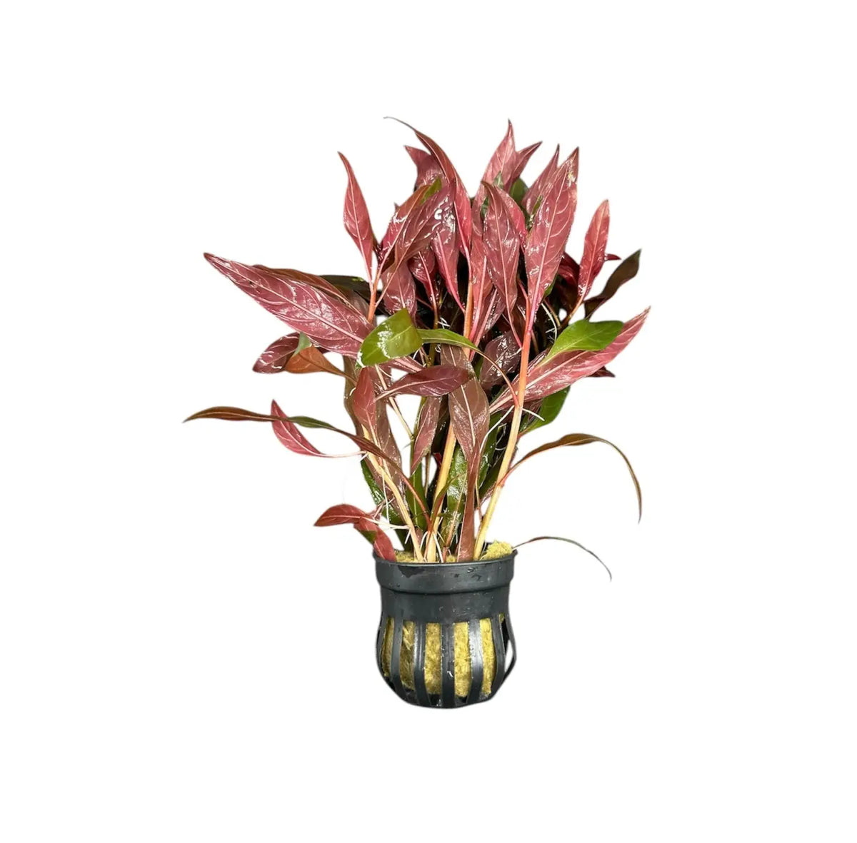 aglaonema aquarium Ludwigia Peruensis Potted Aquarium Plant