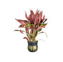 Red and green striped Ludwigia Peruensis aquatic plant pot with dark base