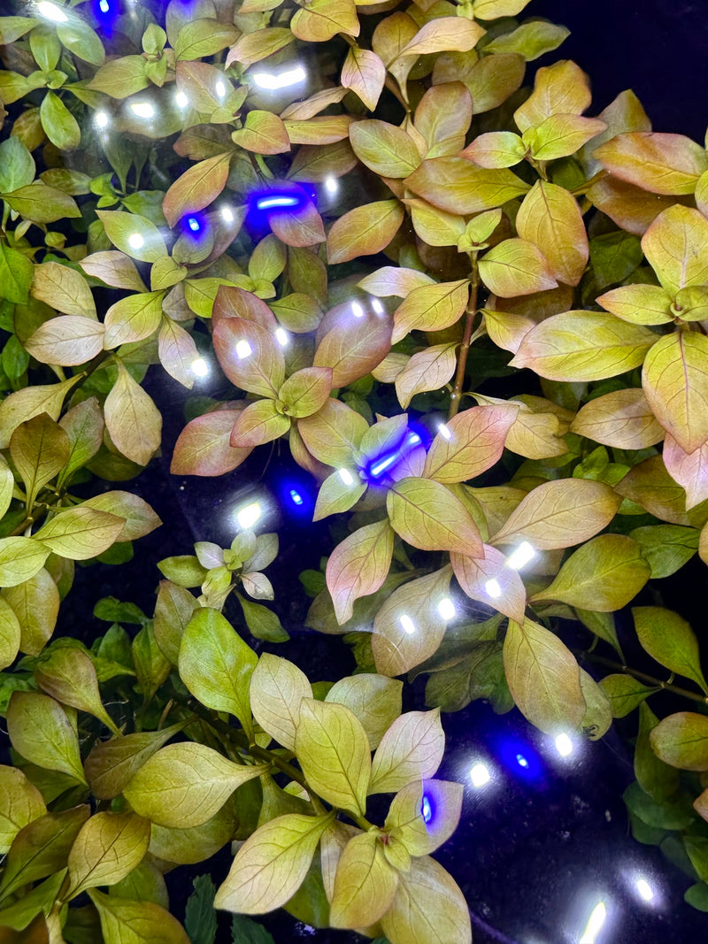 Ludwigia Repens Pot - [AquaticMotiv]