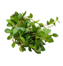 Ludwigia Repens Pot - [AquaticMotiv]