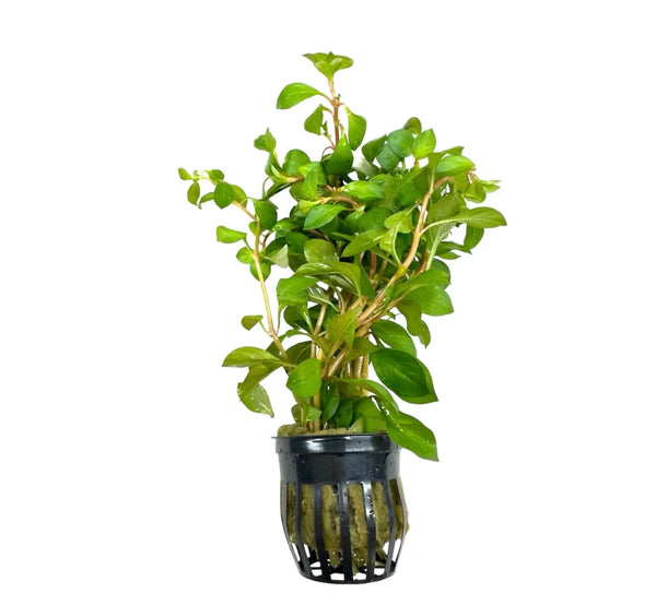 Ludwigia Repens: Green aquatic plant in black net pot with white base for aquariums