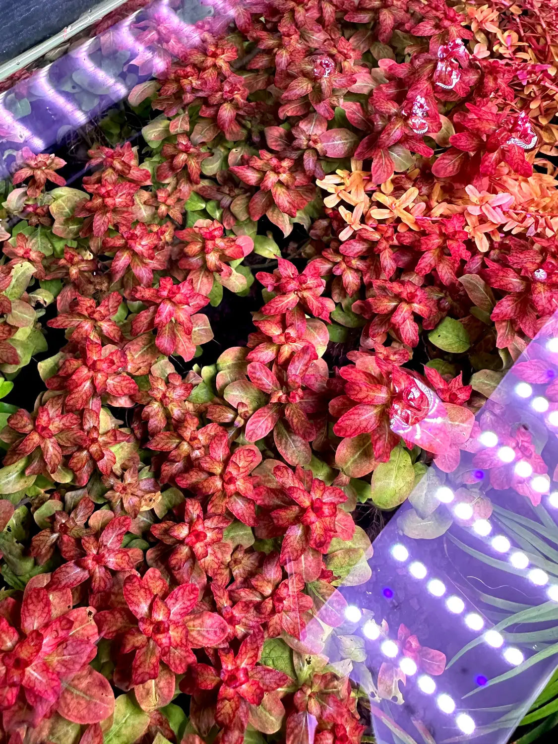 Red Ludwigia Senegalensis Guinea succulent in purple pot with white lights