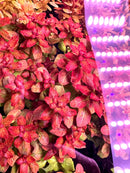 Ludwigia Senegalensis Guinea plant with red green leaves and purple LED lights