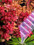 Flexible white LED strip light for Ludwigia Senegalensis Guinea aquarium