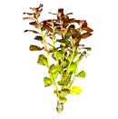 Ludwigia Senegalensis Guinea green aquatic plant with brown tips in plastic pot